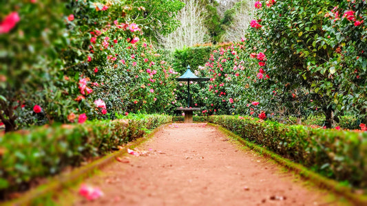 Short Story: Victoria's Garden