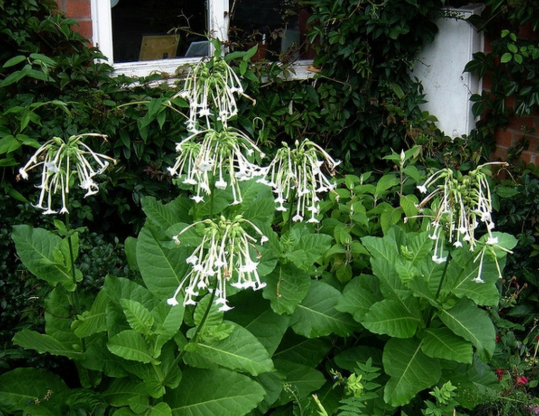 The Alluring Scent of Nicotiana Flowers